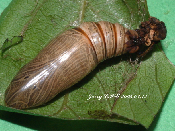 按此在新視窗瀏覽圖片