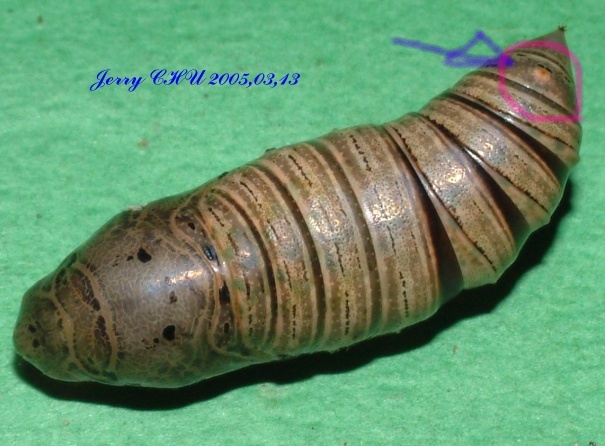 按此在新視窗瀏覽圖片