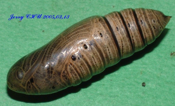 按此在新視窗瀏覽圖片