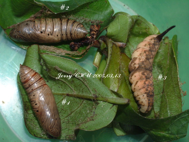 按此在新視窗瀏覽圖片