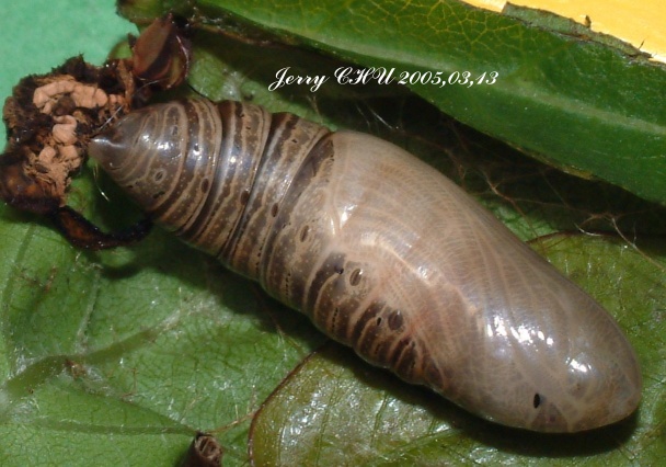 按此在新視窗瀏覽圖片