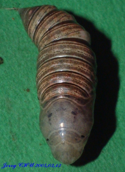 按此在新視窗瀏覽圖片