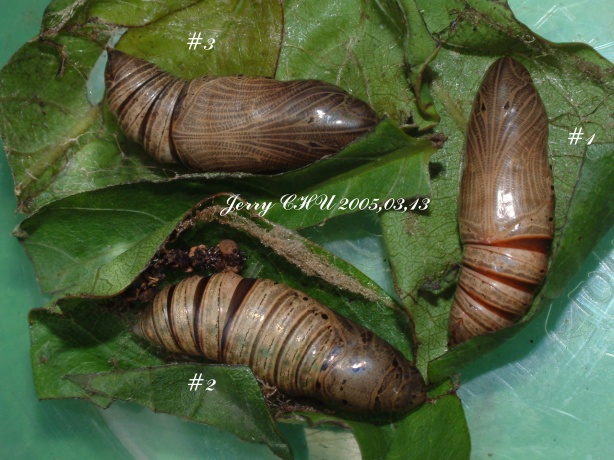 按此在新視窗瀏覽圖片