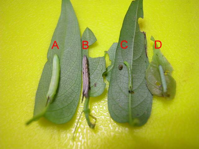 按此在新視窗瀏覽圖片