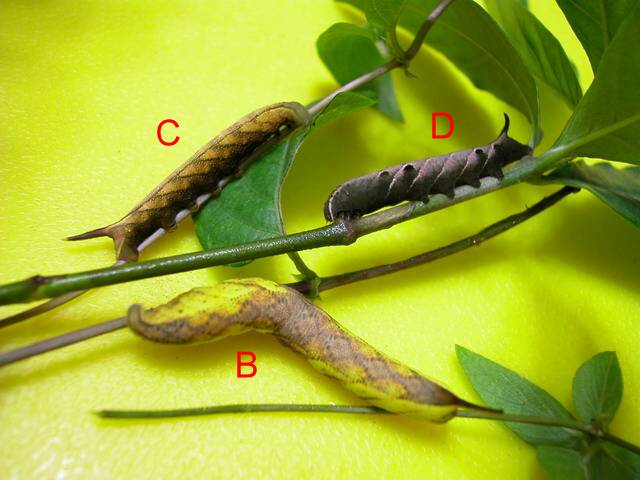 按此在新視窗瀏覽圖片