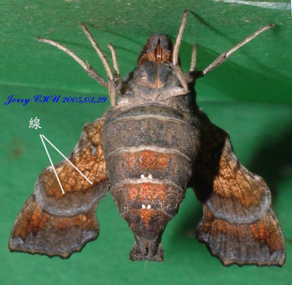 按此在新視窗瀏覽圖片