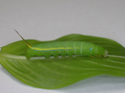 按此在新視窗瀏覽圖片