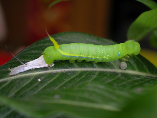 按此在新視窗瀏覽圖片