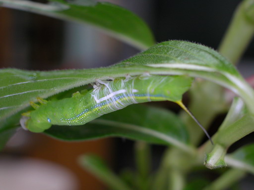 按此在新視窗瀏覽圖片