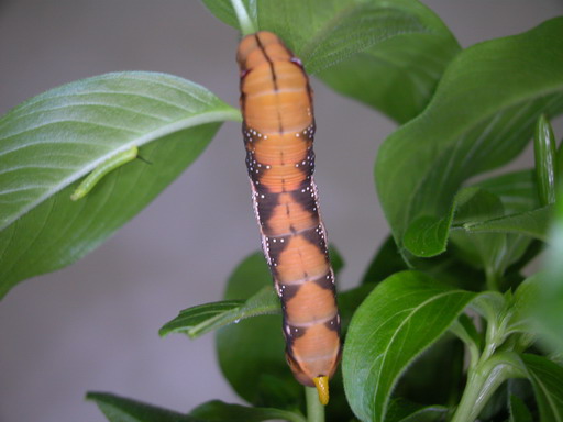 按此在新視窗瀏覽圖片