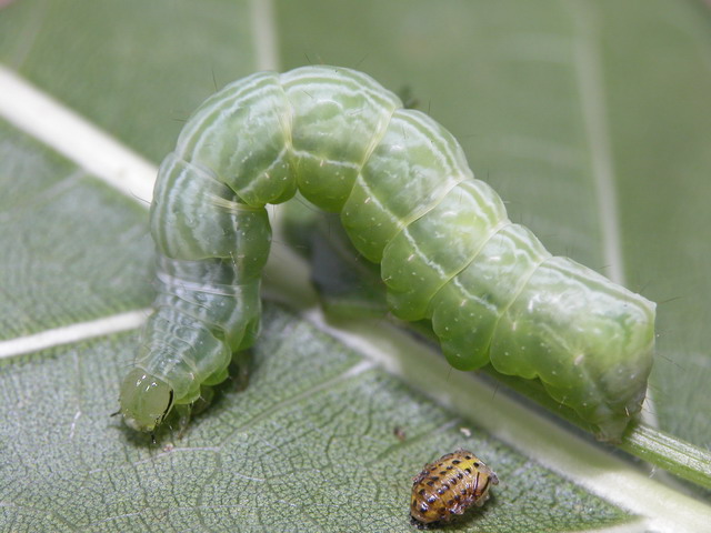 按此在新視窗瀏覽圖片