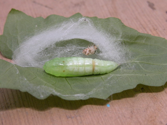 按此在新視窗瀏覽圖片
