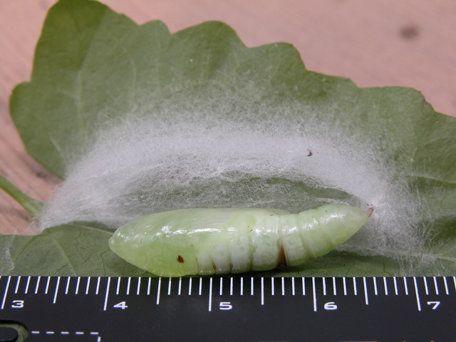 按此在新視窗瀏覽圖片