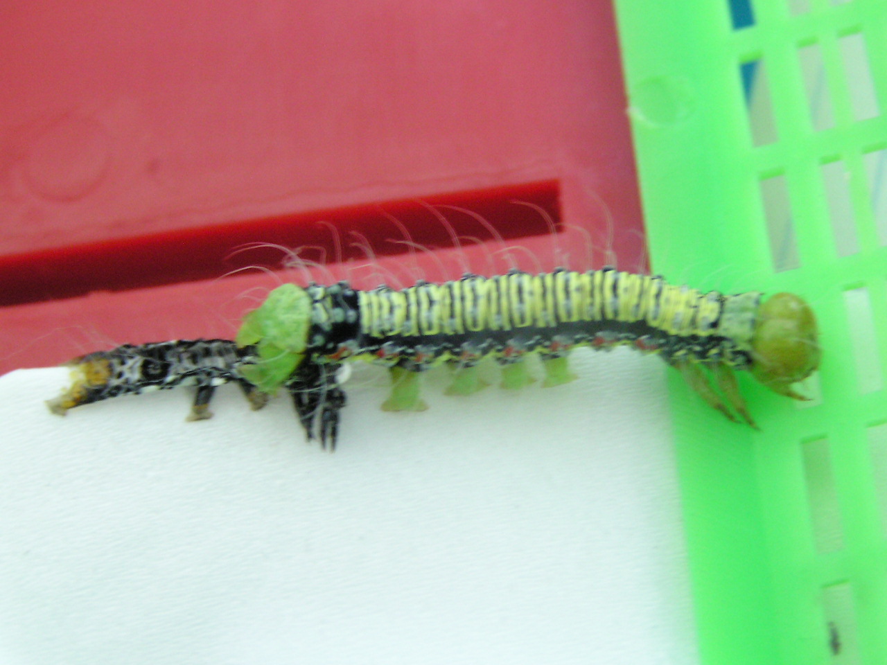 按此在新視窗瀏覽圖片