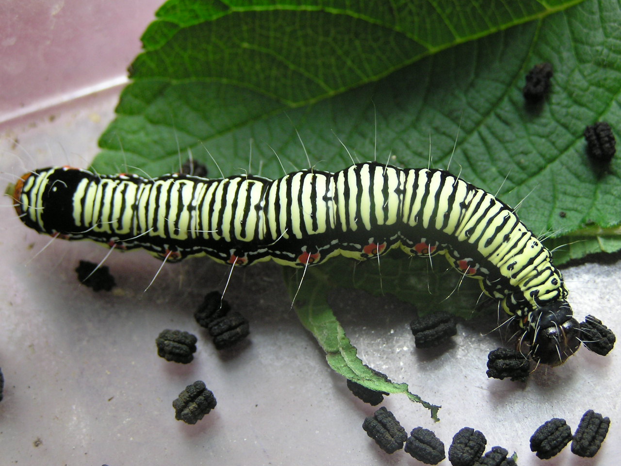 按此在新視窗瀏覽圖片