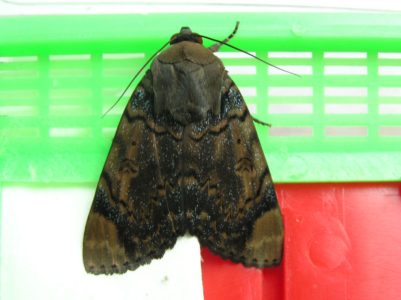 按此在新視窗瀏覽圖片