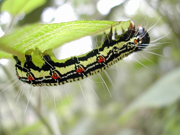 按此在新視窗瀏覽圖片
