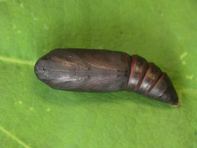 按此在新視窗瀏覽圖片