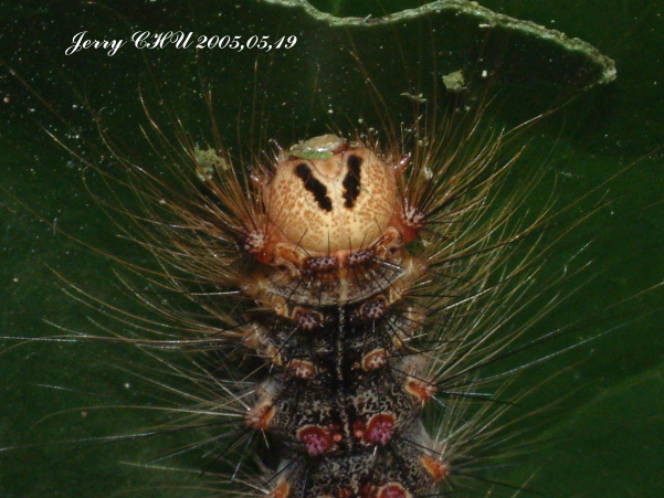 按此在新視窗瀏覽圖片