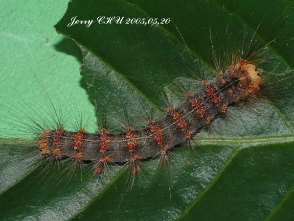 按此在新視窗瀏覽圖片