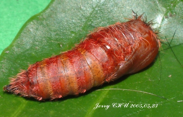 按此在新視窗瀏覽圖片