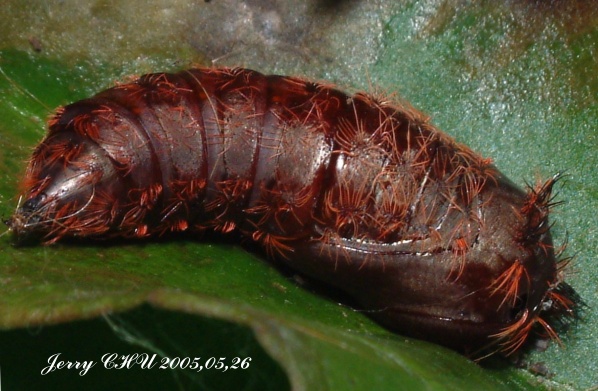 按此在新視窗瀏覽圖片