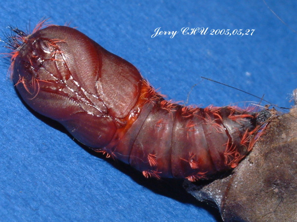 按此在新視窗瀏覽圖片