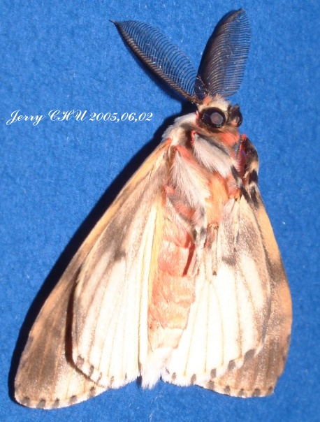 按此在新視窗瀏覽圖片