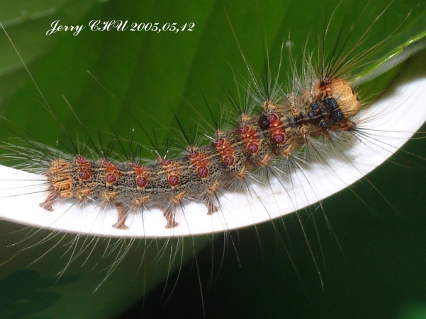 按此在新視窗瀏覽圖片