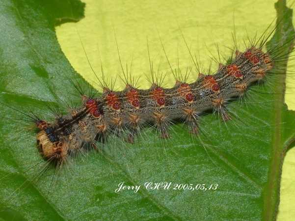 按此在新視窗瀏覽圖片