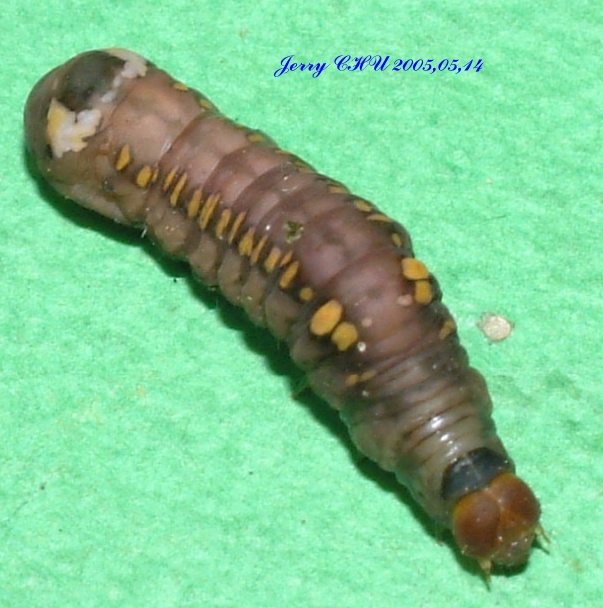 按此在新視窗瀏覽圖片