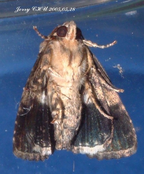 按此在新視窗瀏覽圖片