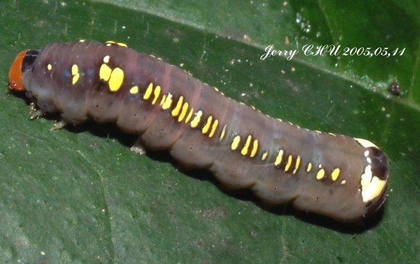 按此在新視窗瀏覽圖片