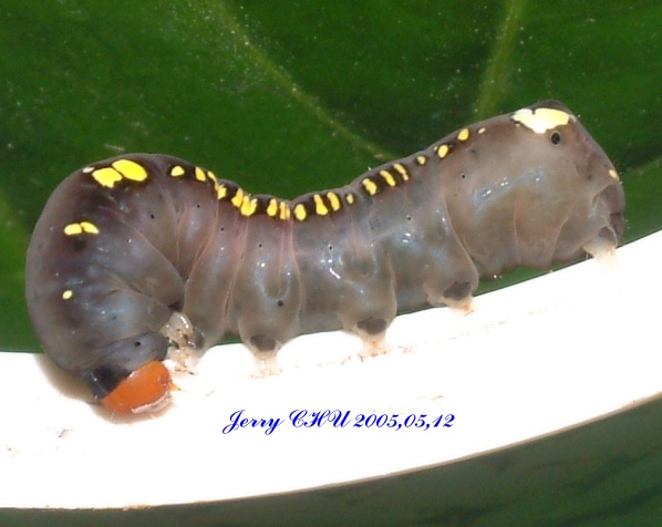 按此在新視窗瀏覽圖片