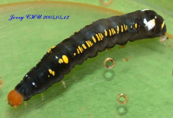 按此在新視窗瀏覽圖片