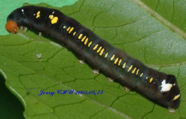 按此在新視窗瀏覽圖片