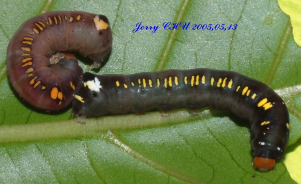 按此在新視窗瀏覽圖片