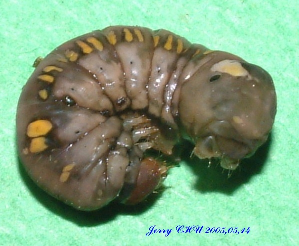 按此在新視窗瀏覽圖片