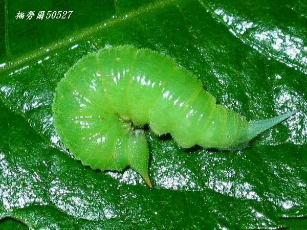 按此在新視窗瀏覽圖片