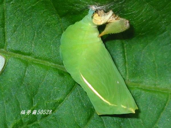 按此在新視窗瀏覽圖片