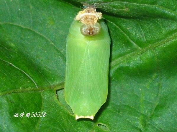 按此在新視窗瀏覽圖片