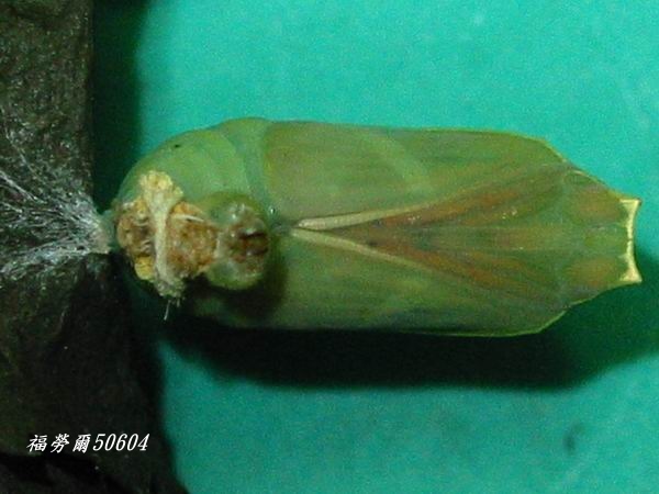 按此在新視窗瀏覽圖片