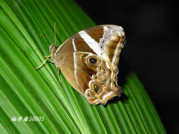 按此在新視窗瀏覽圖片