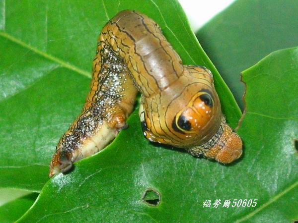 按此在新視窗瀏覽圖片