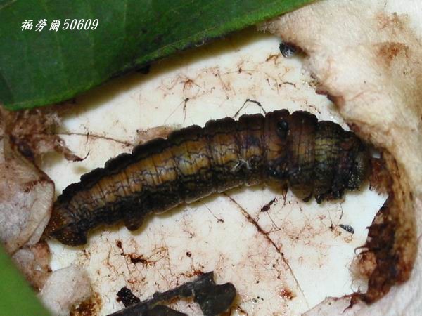 按此在新視窗瀏覽圖片