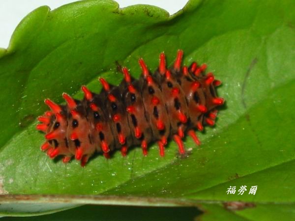 按此在新視窗瀏覽圖片