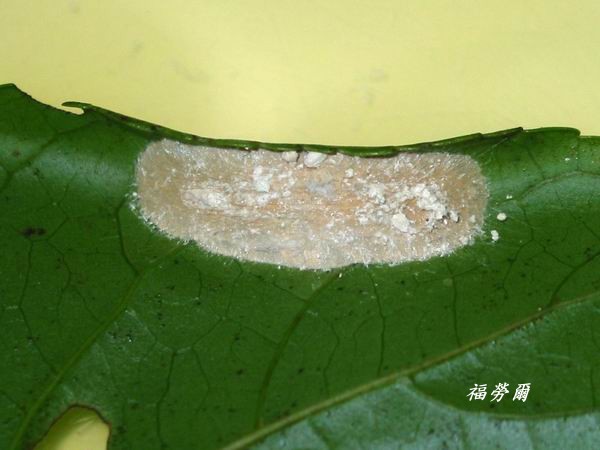 按此在新視窗瀏覽圖片