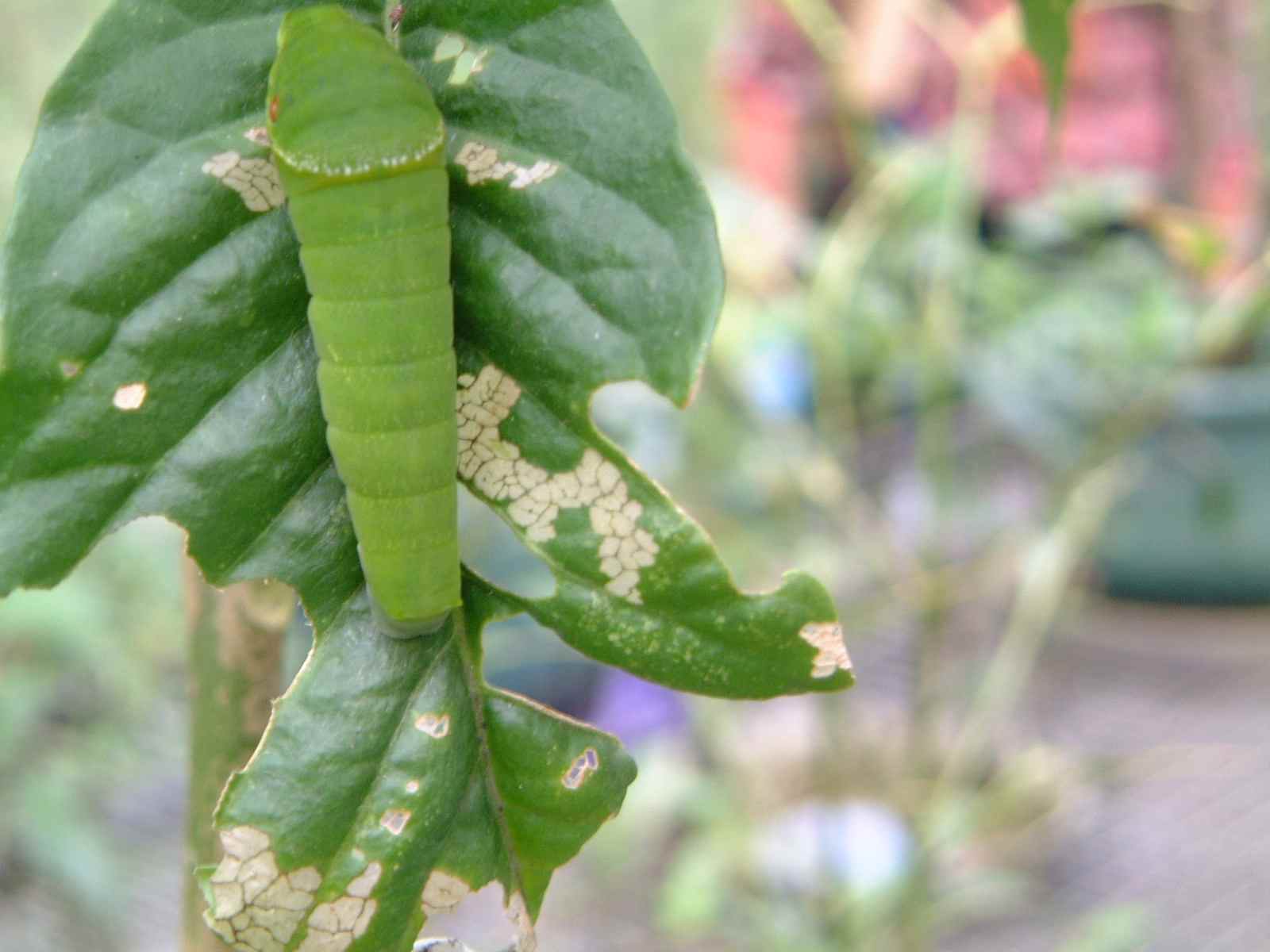 按此在新視窗瀏覽圖片