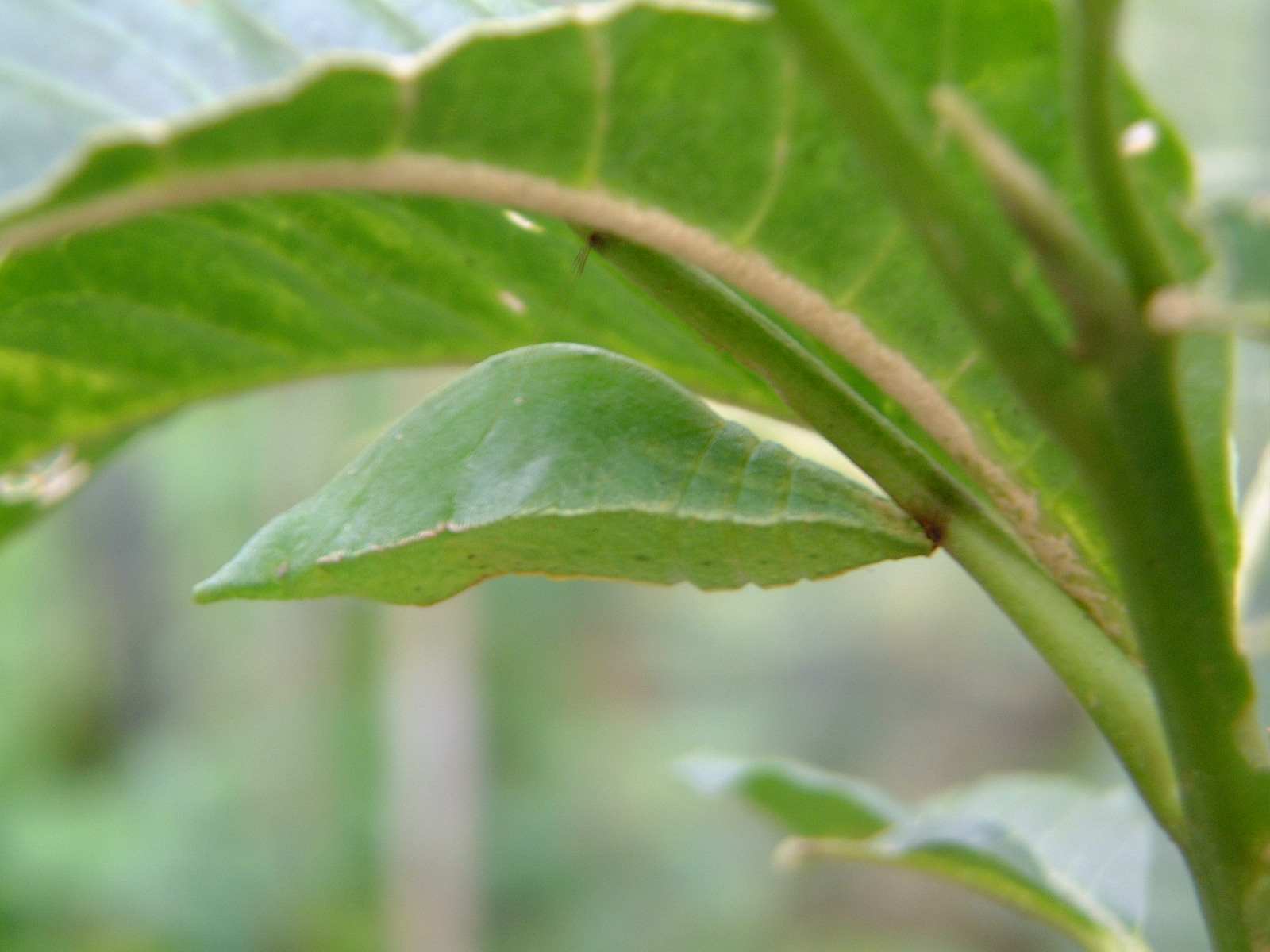 按此在新視窗瀏覽圖片