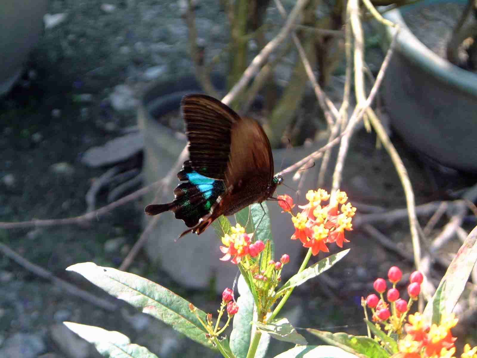 按此在新視窗瀏覽圖片